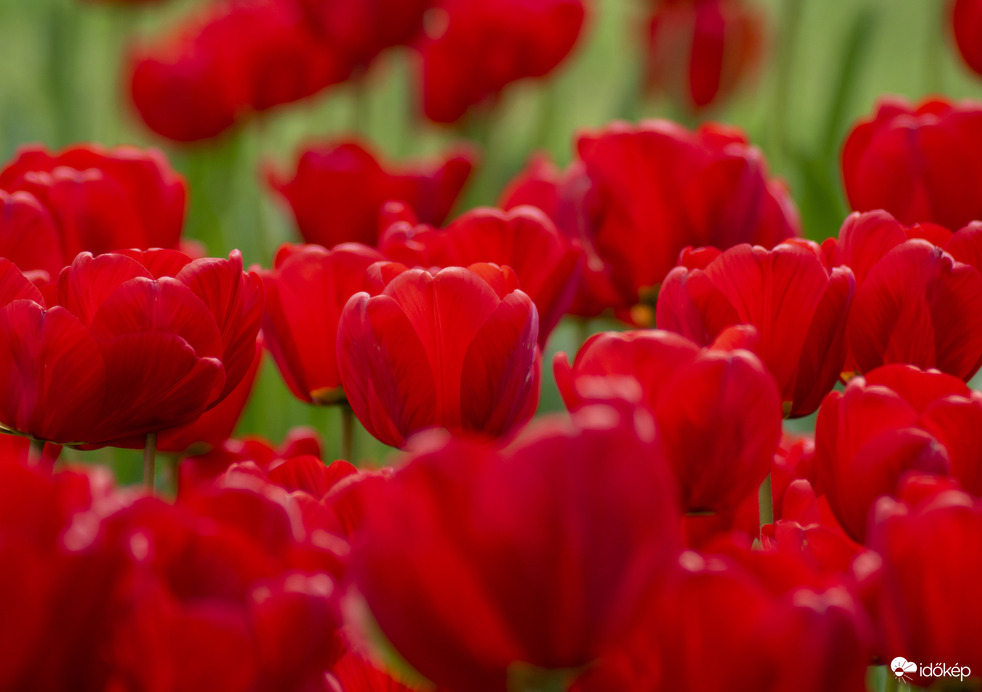 Csodálatos tulipánok