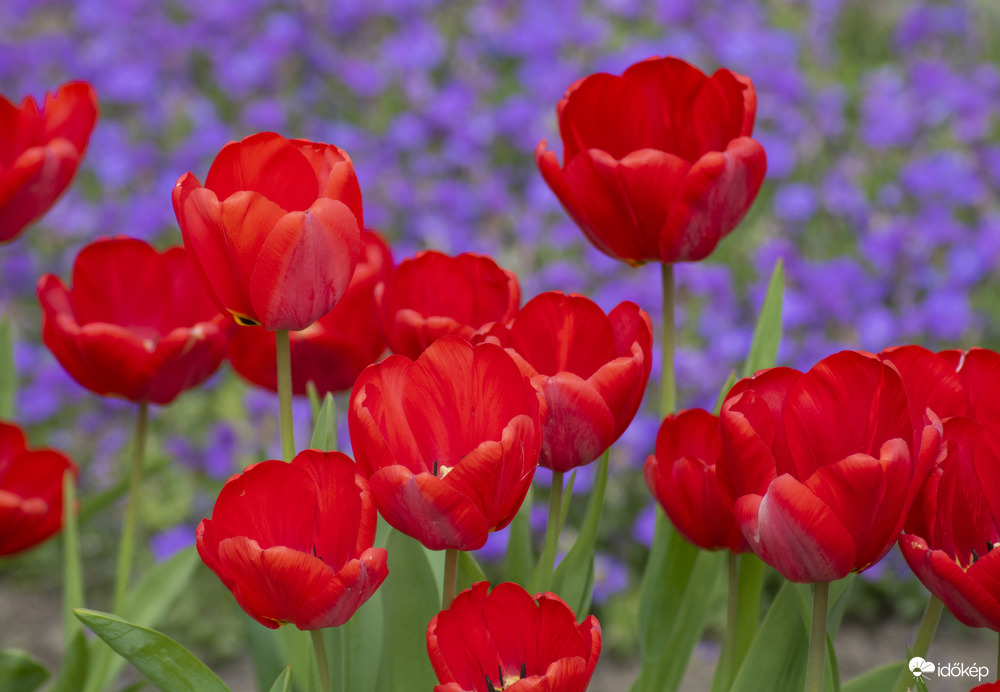 Csodálatos tulipánok