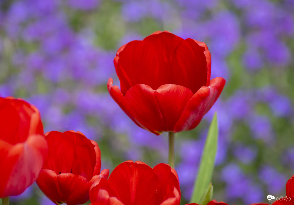 Csodálatos tulipánok