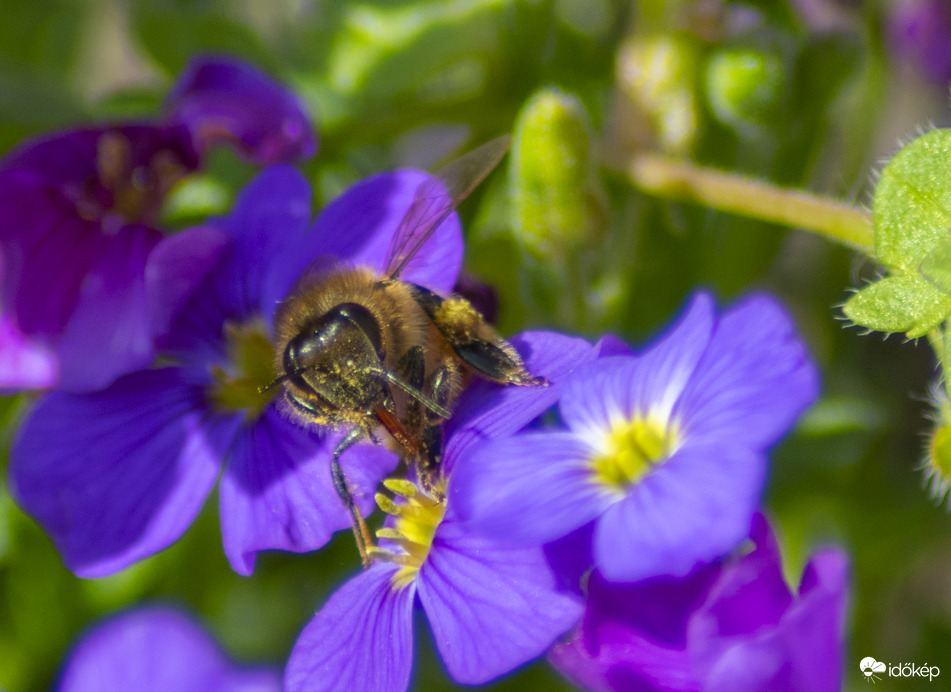 Pázsitviola és a házi méh