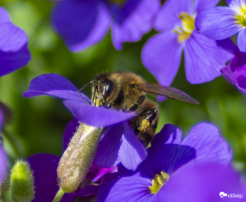 Pázsitviola és a házi méh