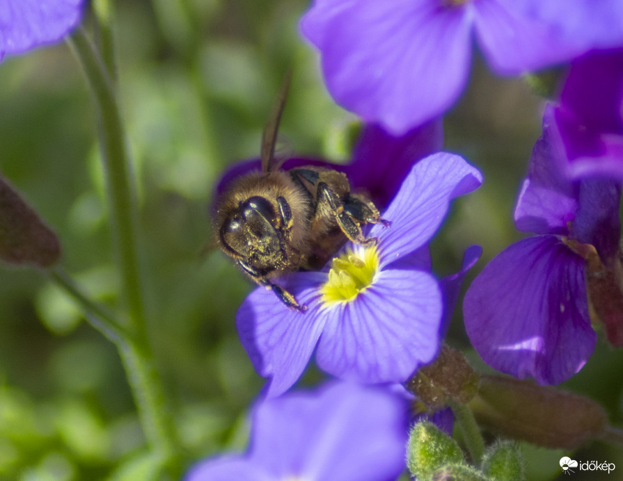 Pázsitviola és a házi méh