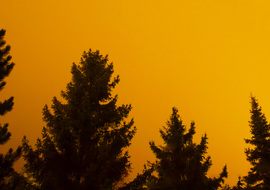 Sarki fény a ködben