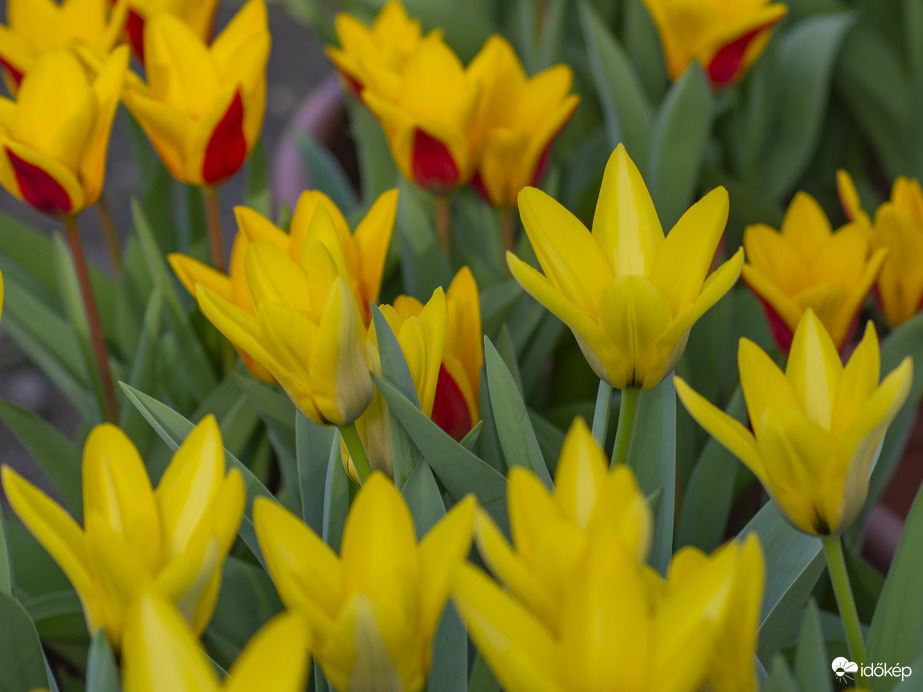 Tavasz színes hírnöke, a tulipán