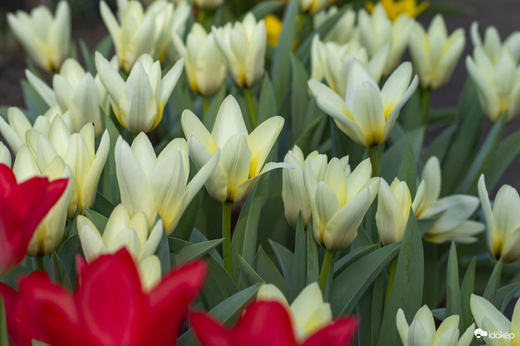 A tavasz első hírnöke, a tulipán