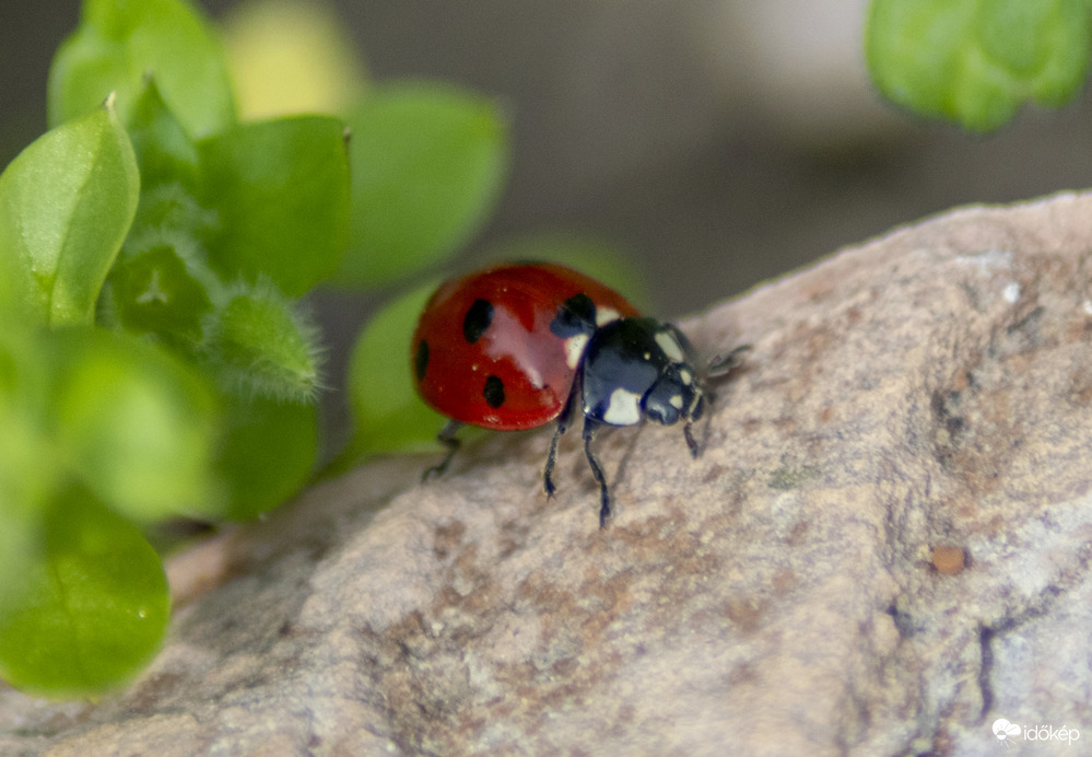 Hétpettyes katicabogár