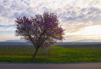 Virágzó út a Mátra lábánál
