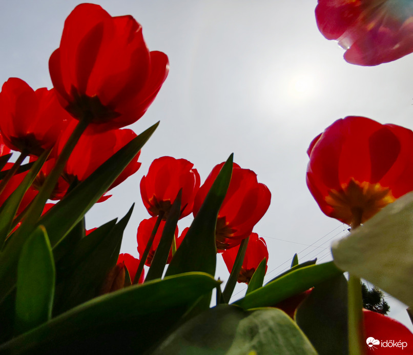 Csodálatos tulipánok