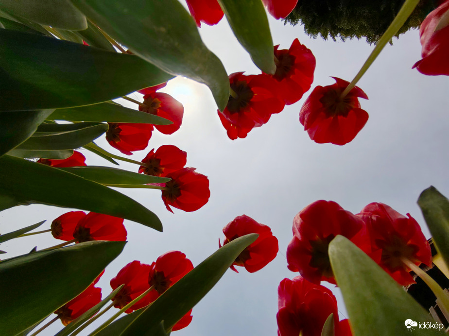 Csodálatos tulipánok