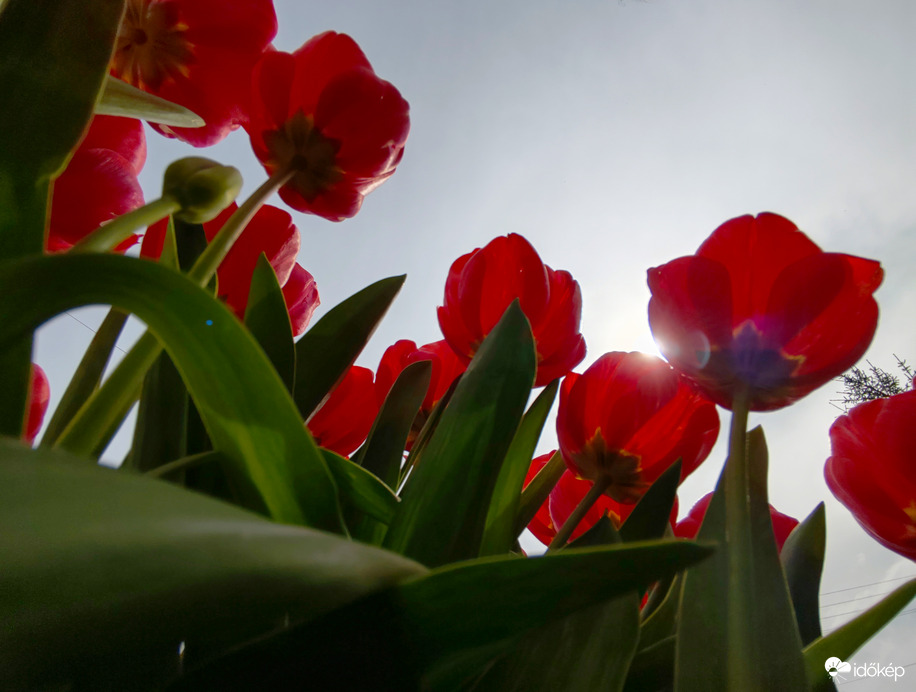 Csodálatos tulipánok