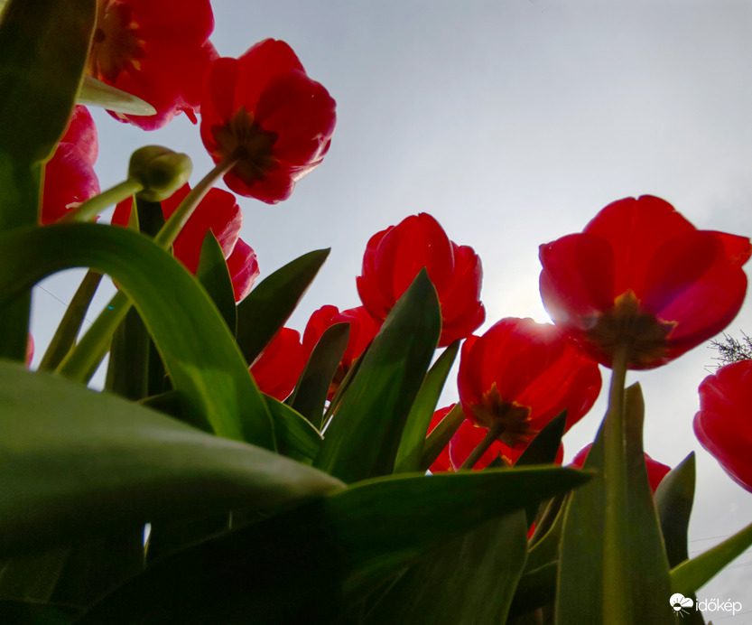 Csodálatos tulipánok