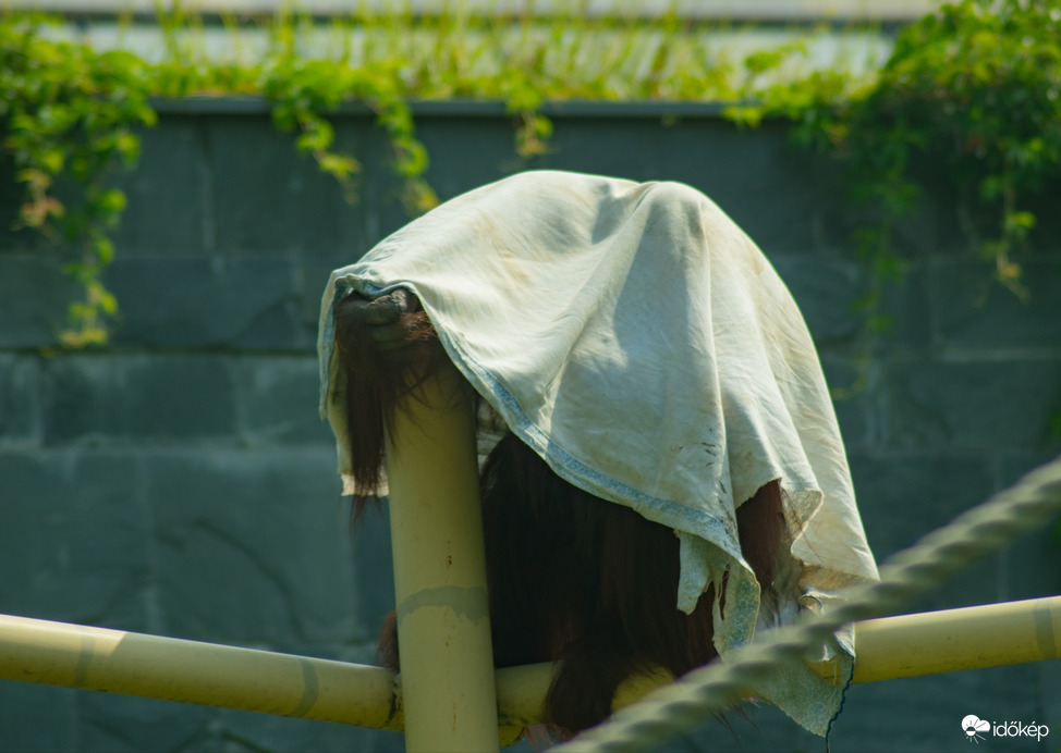 Maya, a divatdiktátor orángután