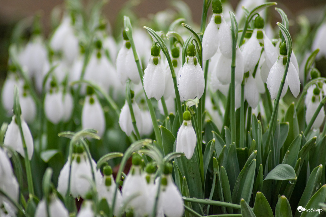 A tavasz első hírnöke, a hóvirág.