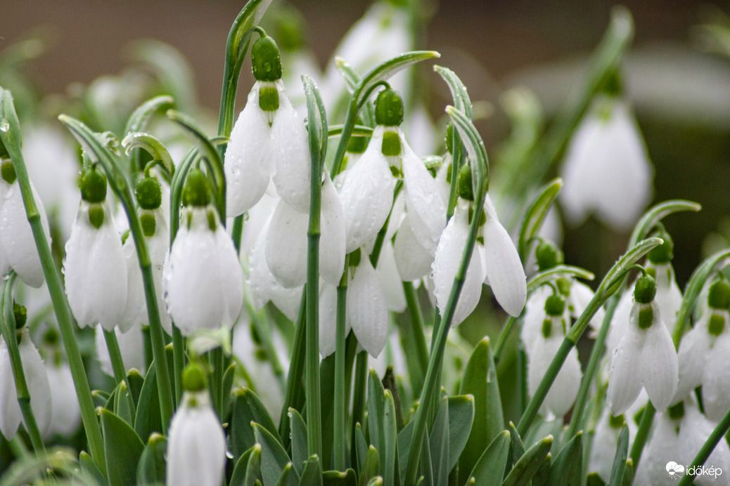 A tavasz első hírnöke, a hóvirág.