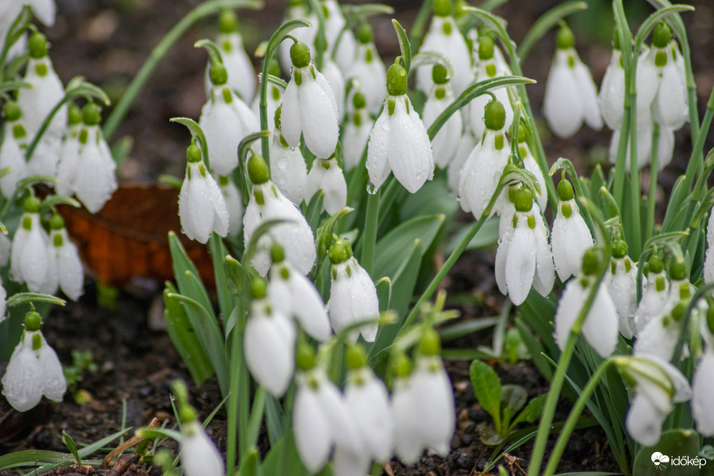 A tavasz első hírnöke, a hóvirág.