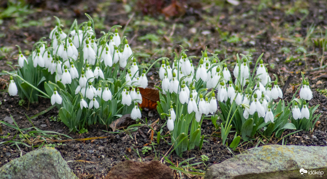 A tavasz első hírnöke, a hóvirág.