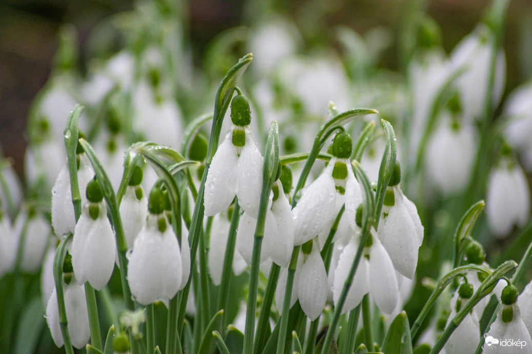 A tavasz első hírnöke, a hóvirág.