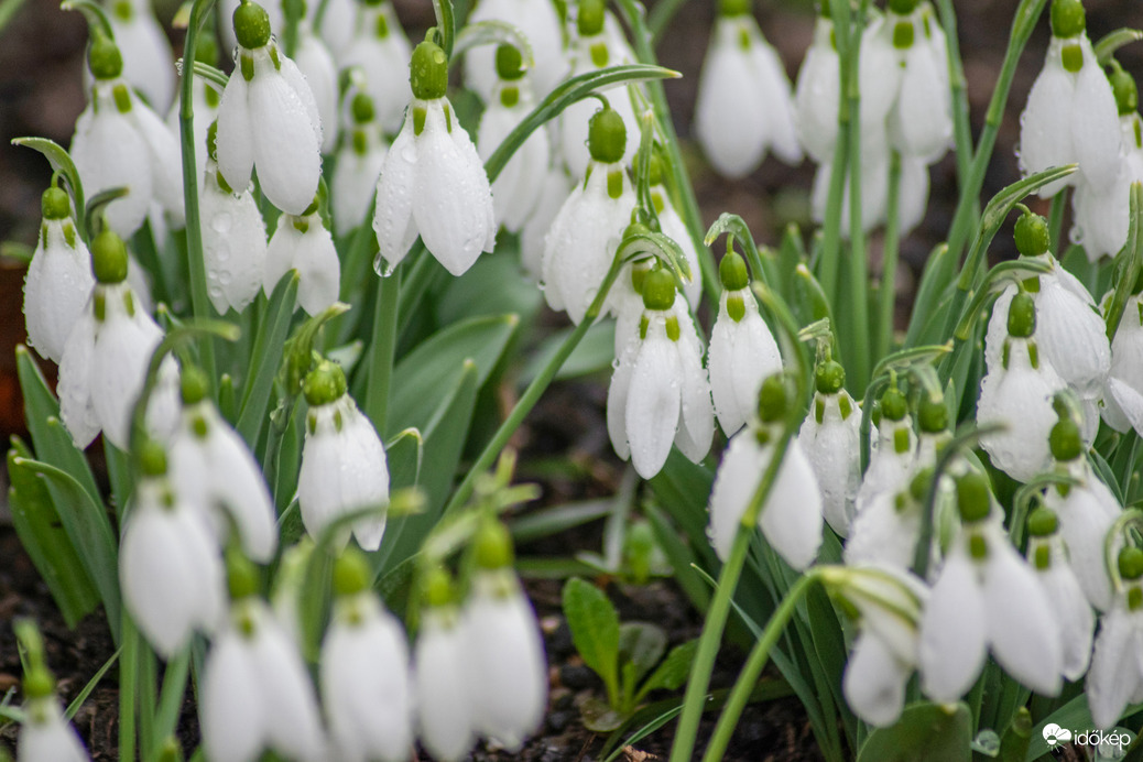A tavasz első hírnöke, a hóvirág.