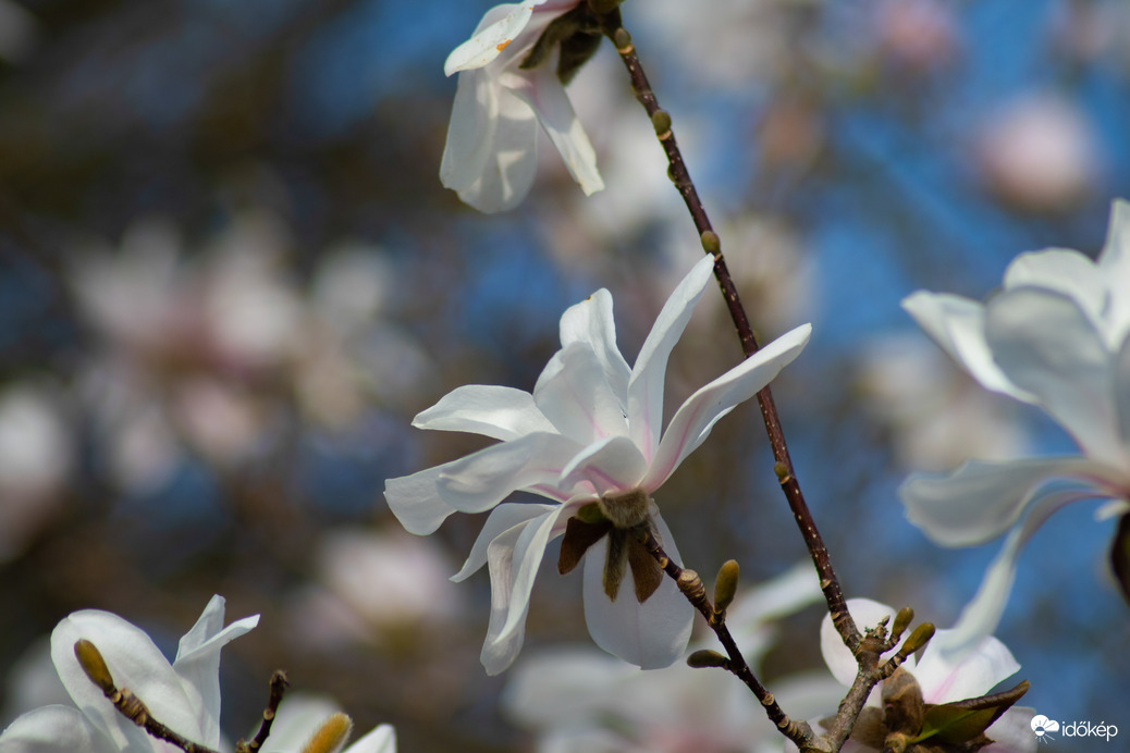 Magnólia virágzás