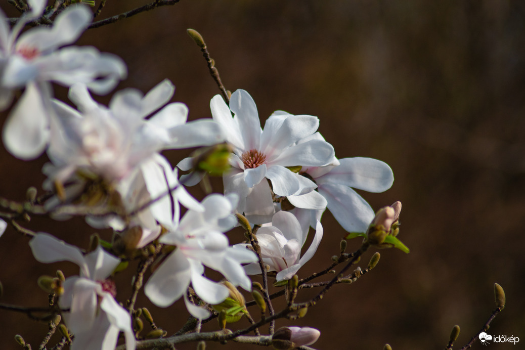 Magnólia virágzás