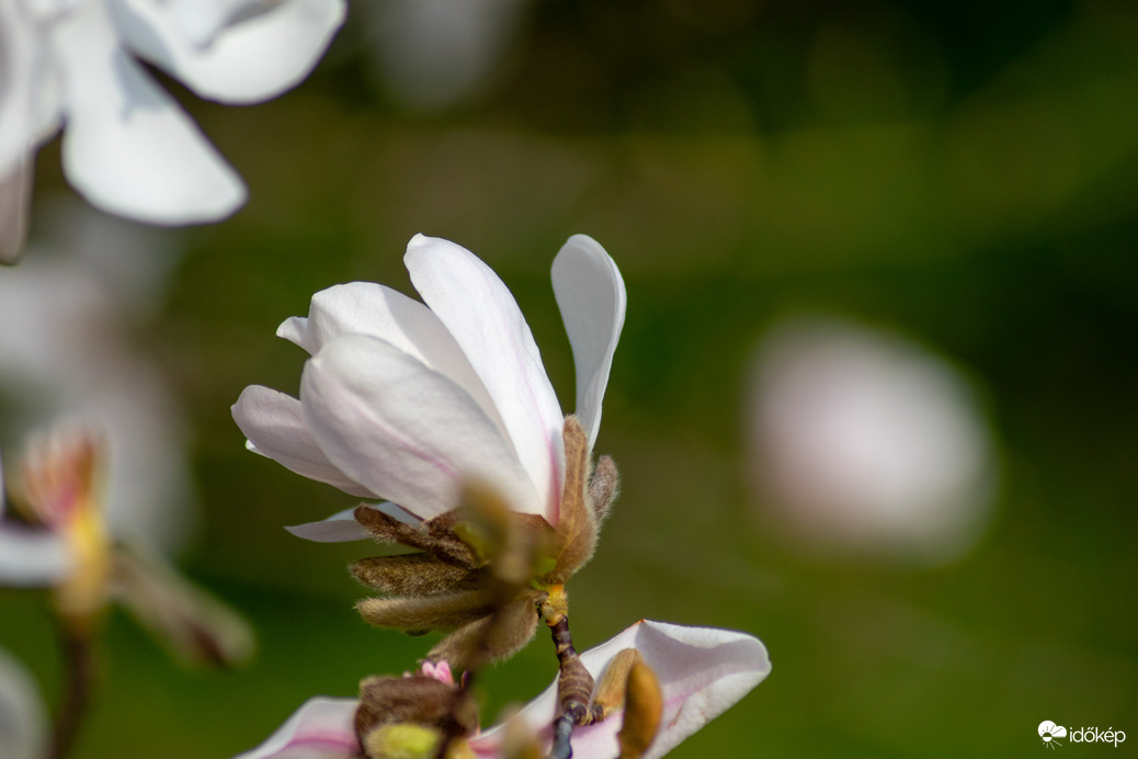 Magnólia virágzás