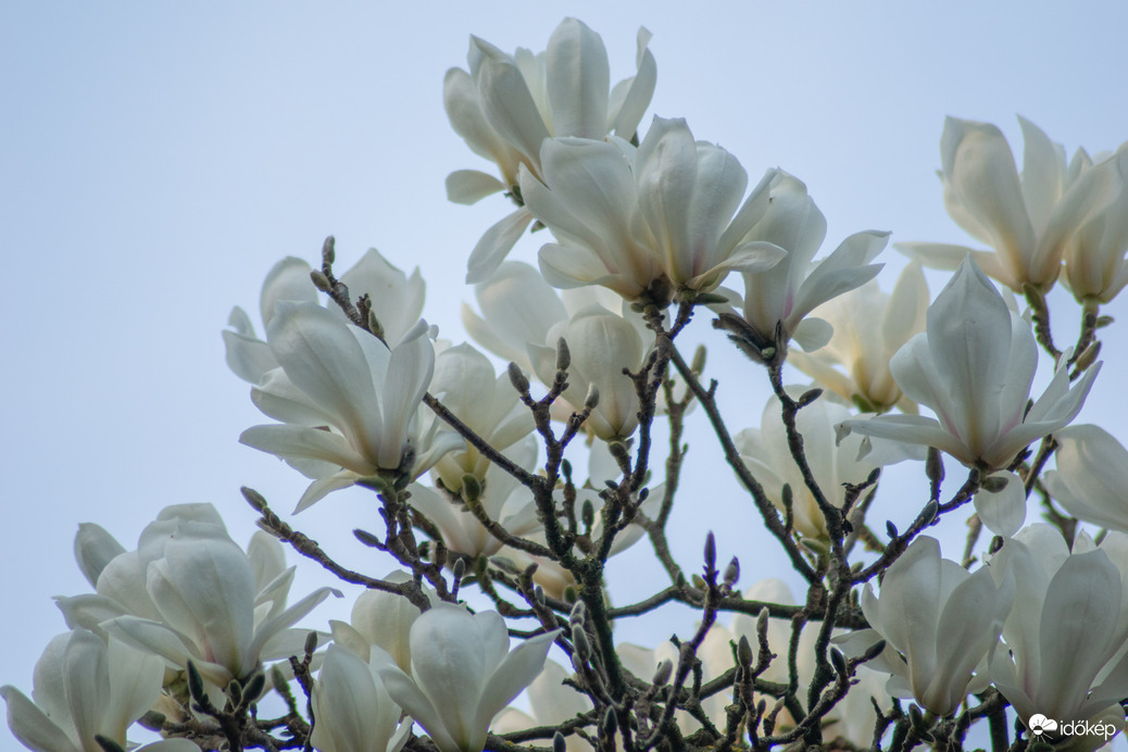 Magnólia virágzás
