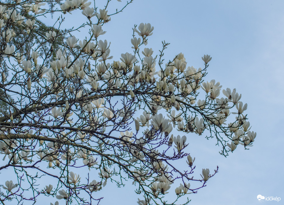 Magnólia virágzás
