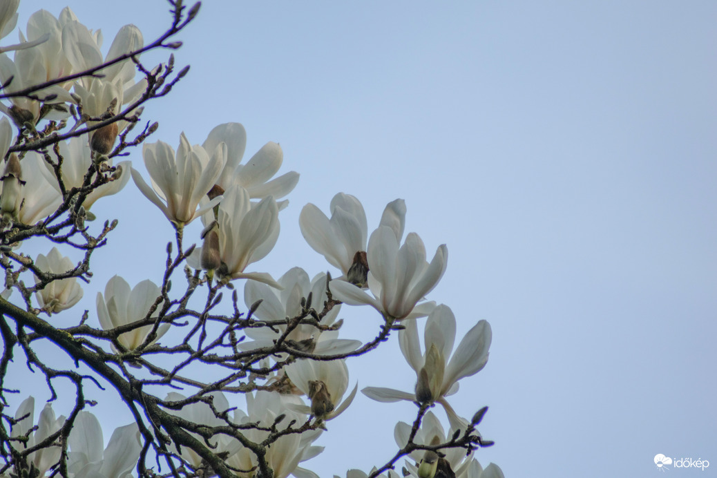 Magnólia virágzás
