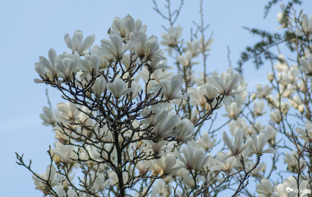 Magnólia virágzás