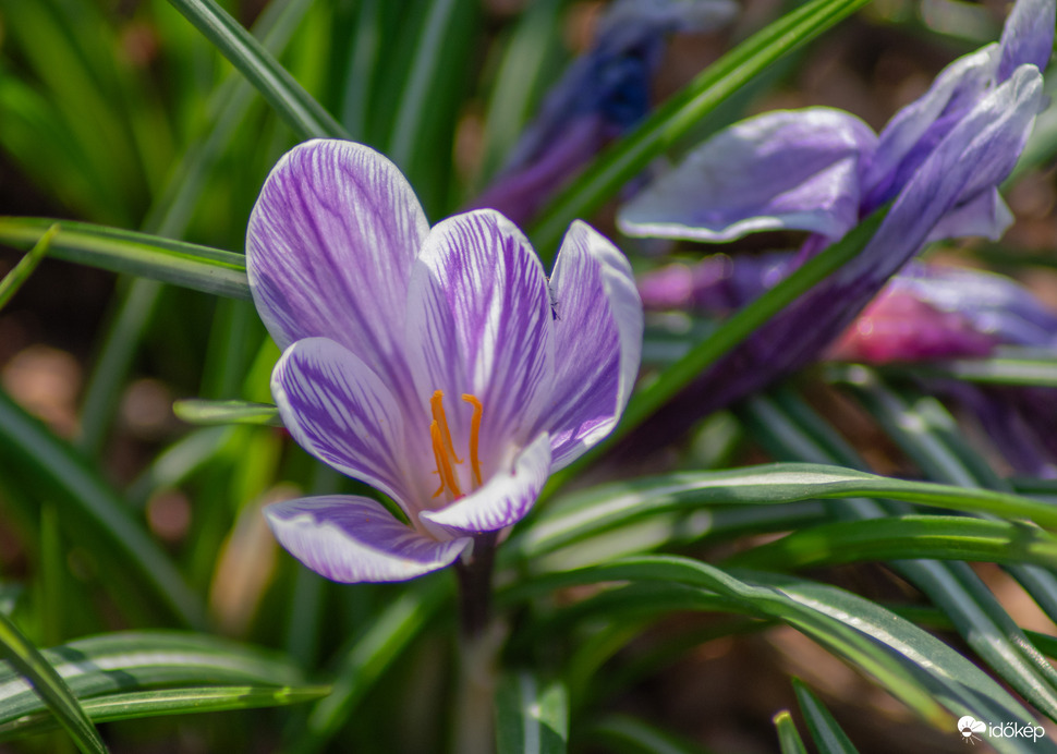 Vácrátóti arborétum