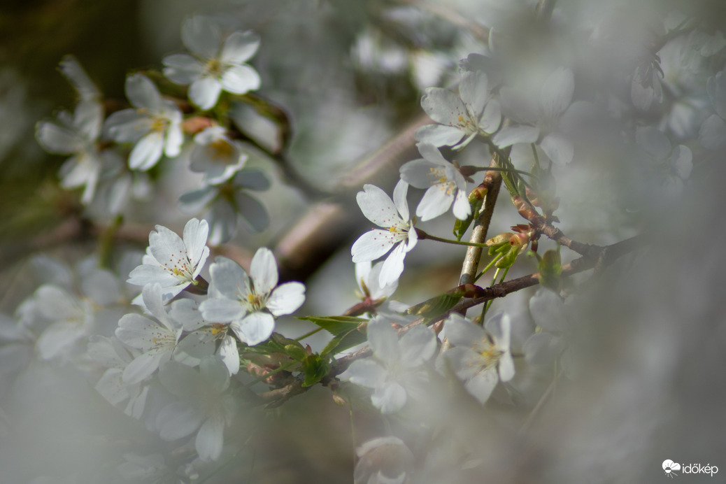 Vácrátóti arborétum