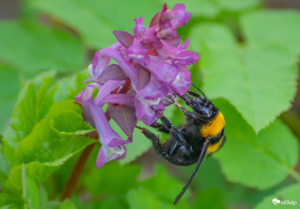 Vácrátóti arborétum