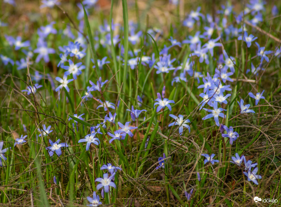 Vácrátóti arborétum