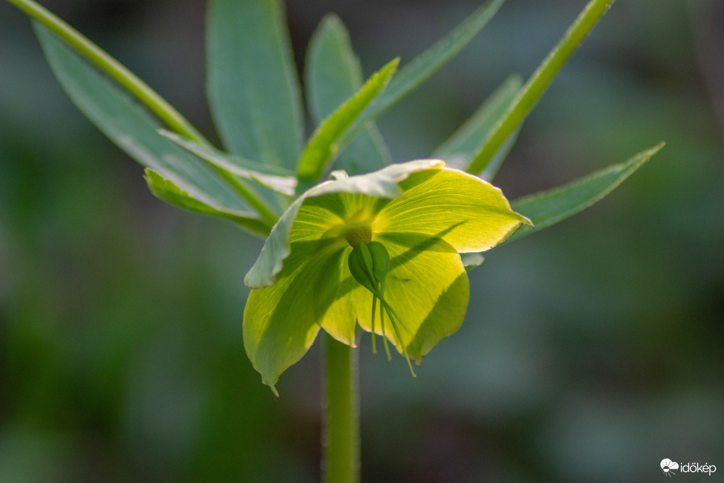 Vácrátóti arborétum