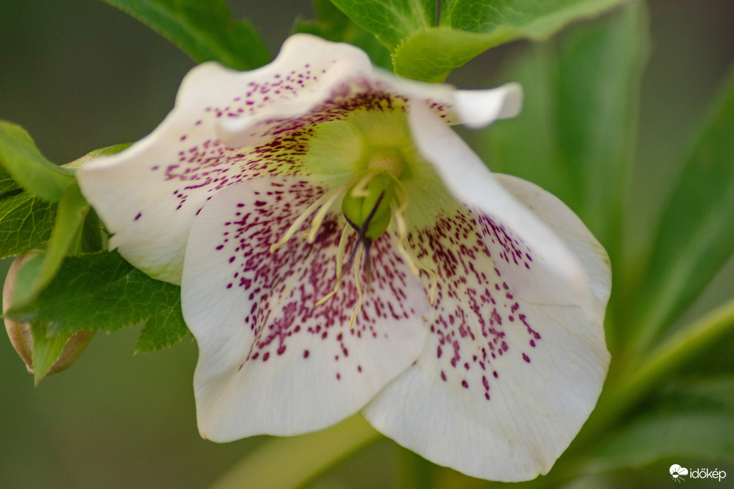 Vácrátóti arborétum