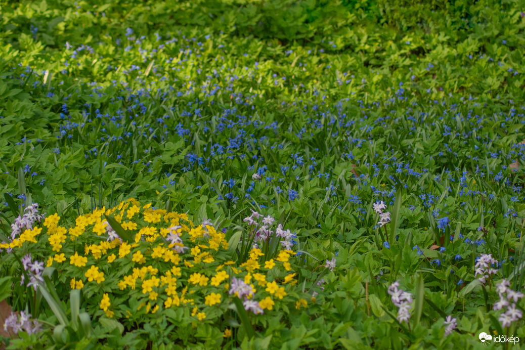 Vácrátóti arborétum