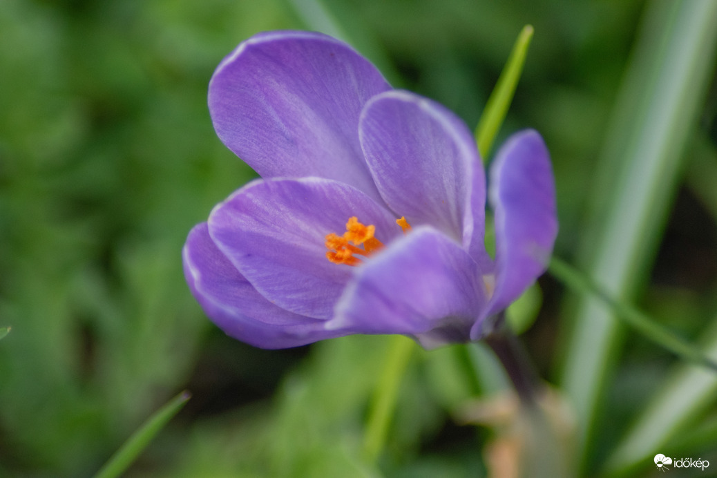 Vácrátóti arborétum