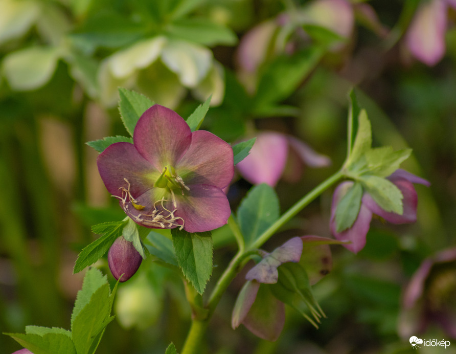 Vácrátóti arborétum