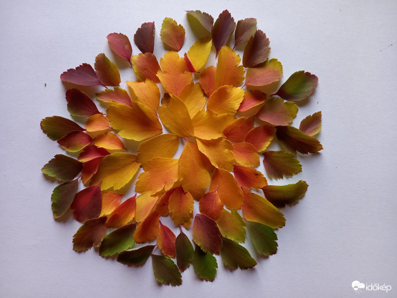 Őszi mandala :)
