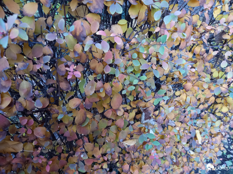 Őszi puzzle haladóknak