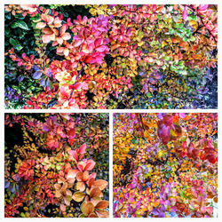 Még november végén is az ősz valamennyi színében pompázik a borbolya