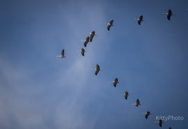 Perkáta felett a darvak II.