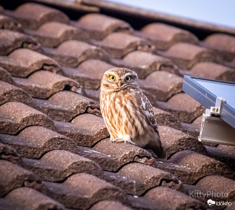 kittiszentes fotója