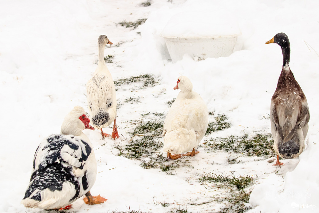 Kacsa haverok a hóban