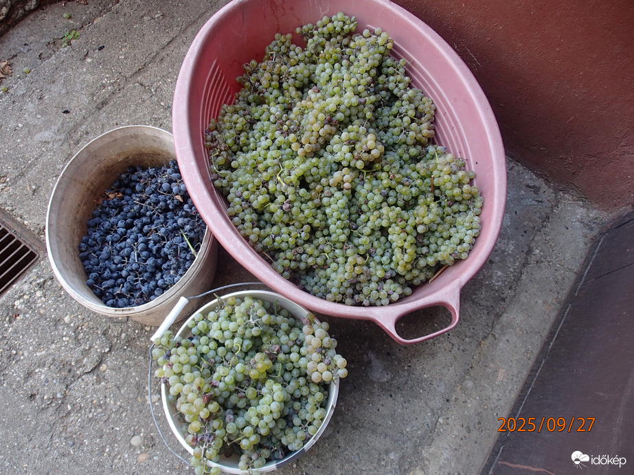 Ki kér  majd  bort? :)