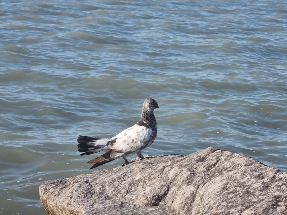 Balatonszemes