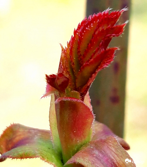 A rózsa, akit mindennap szeretgetek