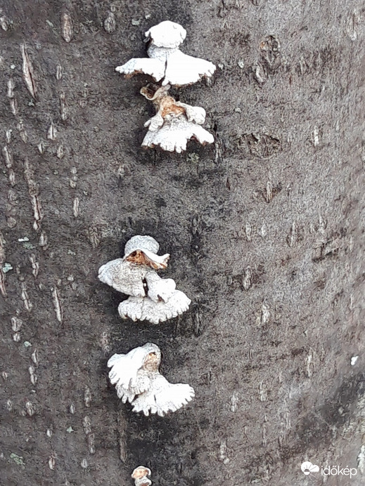 Egyszerű gombásodás...