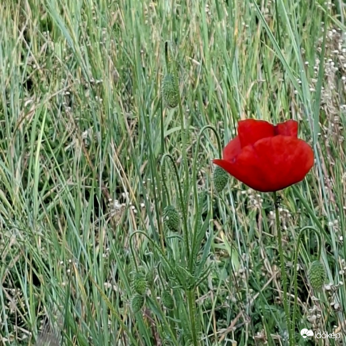 Természet