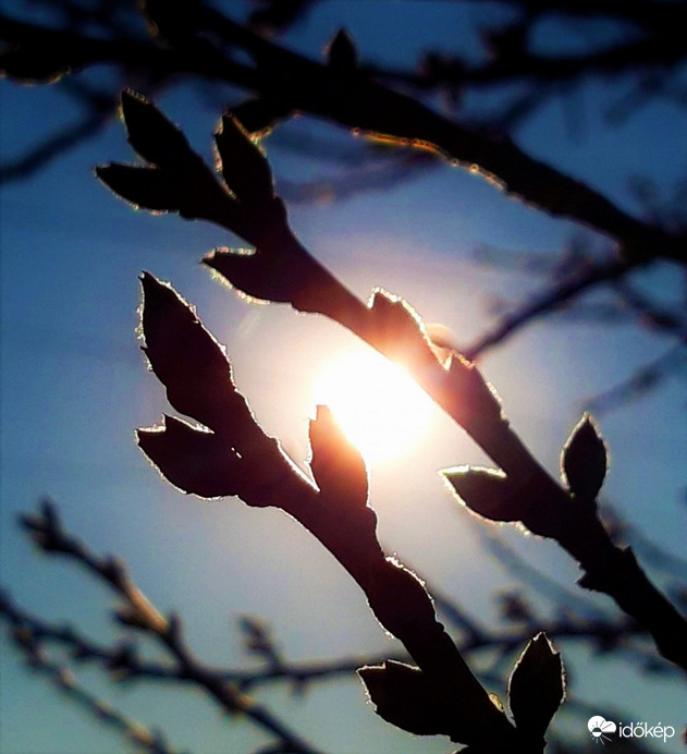 Lesz belőle mandula, ha Isten is úgy akarja...